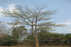 Pterocymbium tinctorium